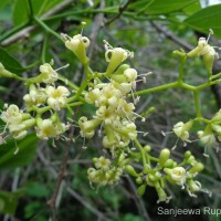 Cordia dichotoma G.Forst.